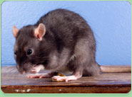 rat control Tonbridge