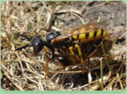 wasp control Tonbridge